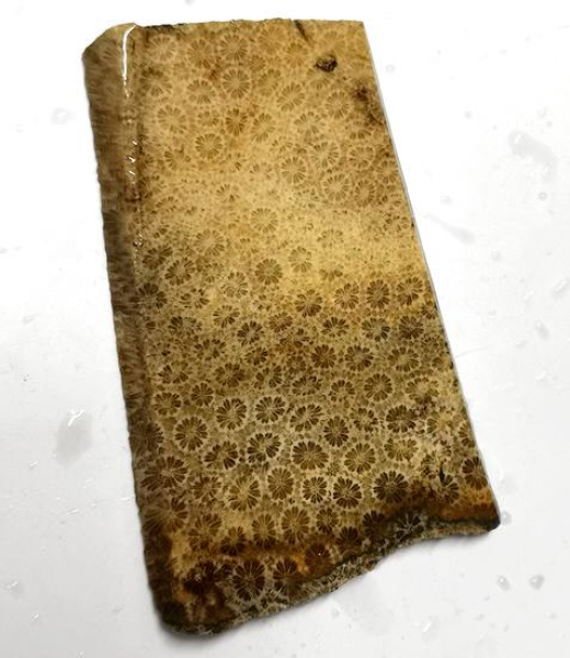 Slab Fossile Koralle